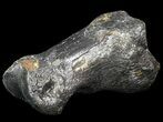 Ice Age Bison Metatarsal (Toe Bone) - North Sea Deposits #43143-1
